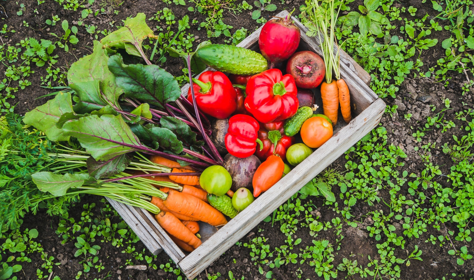 The Ultimate Guide to Starting a Vegan Diet: Tips, Recipes, and Benefits